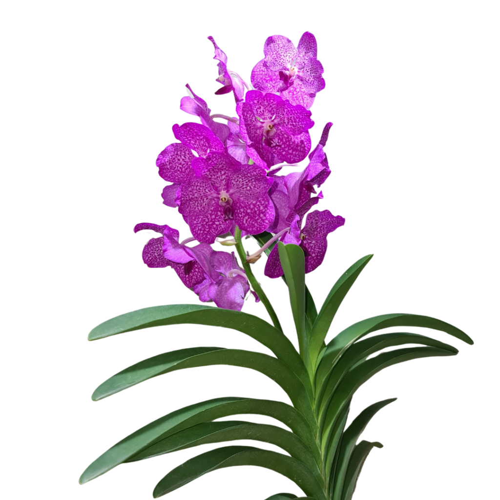 orqu-dea-wanda-odair-romeiro-boutique-das-flores